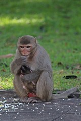 Animals,  baby monkey snuggles to its mother,  they are in KUM PHA WA PI park,  at UDONTHANI province THAILAND.