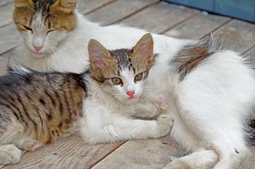 cat with kitten