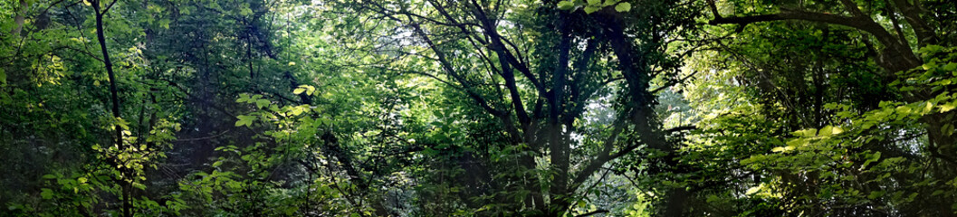 Wide-format panorama for an architectonic visualization. A panorama of the forest