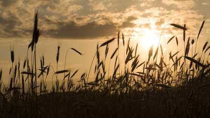Beautiful nature sunset landscape. Sunset over grain field, in summer. © Bartosz