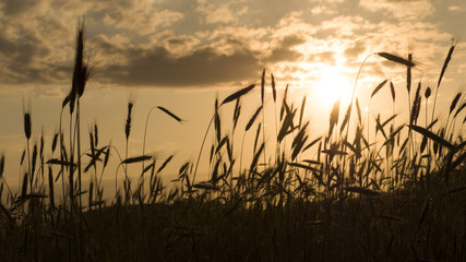 Beautiful nature sunset landscape. Sunset over grain field, in summer.