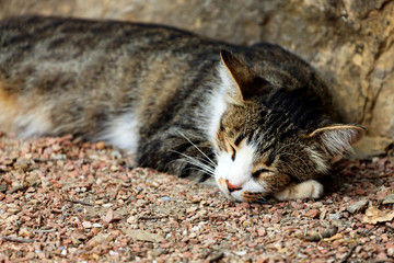 Cat sleeps on the ground
