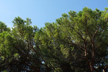 Seaside green pine trees with a sky in the background