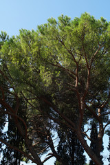 Seaside green pine trees with a sky in the background