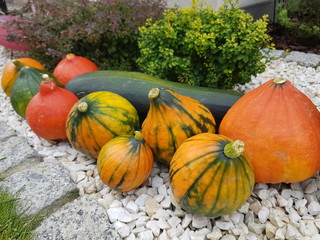 Dynia w ogrodzie © Piotr