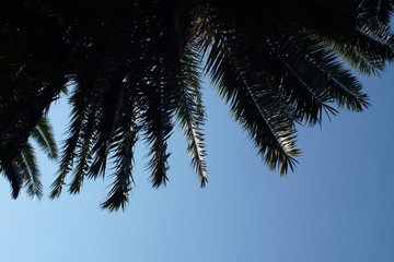 Date palm tree branch with the sky in the background