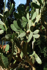 Prickly pear cactus, Opuntia, green plant, seaside