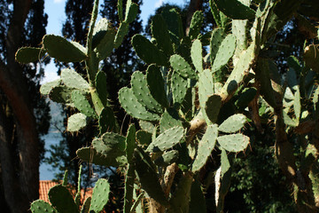 Prickly pear cactus, Opuntia, green plant, seaside