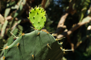 Prickly pear cactus, Opuntia, green plant, seaside