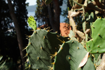 Prickly pear cactus, Opuntia, green plant, seaside