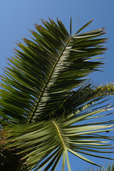 Date palm tree branch with the sky in the background