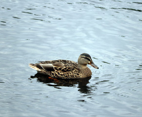duck, bird