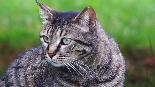 Portrait of a serious cat against a background of defocused green grass. The cat sits under the table of a street cafe.