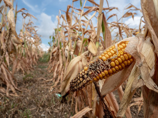 Ausgetrocknetes Maisfeld wegen fehlendem Regen