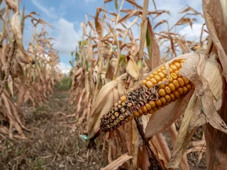 Rolgordijnen Ausgetrocknetes Maisfeld wegen fehlendem Regen © Gina Sanders