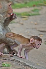 Animals,  baby monkey snuggles to its mother,  they are in KUM PHA WA PI park,  at UDONTHANI province THAILAND.