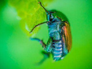 bugs