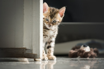 Bengal Kitten indoor