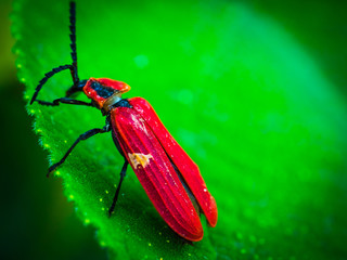bugs