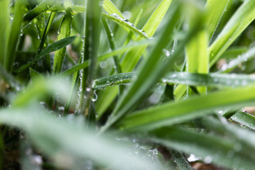 Gorgeous Rain Droplets on a Field of Green Grass