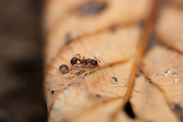 Close Up of an Ant on a Leaf