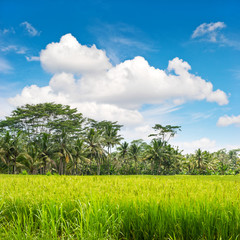 Fototapeta na wymiar Tropical lanscape green rice filed palm trees blue sky