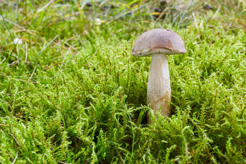 Fungus Leccinum cyaneobasileucum