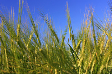 Green ears of wheat