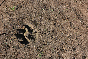 The wolf's track on the ground