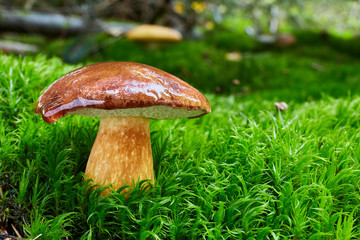 Imleria badia. Fungus in the natural environment.