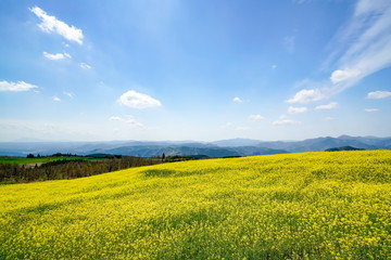 菜の花　亀石峠