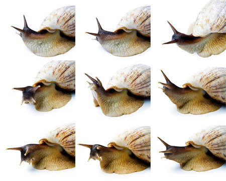 Giant african snail isolated on white background. Set of a giant african snail.