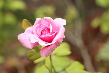 Pink rose in tropical