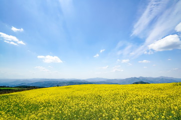菜の花　亀石峠