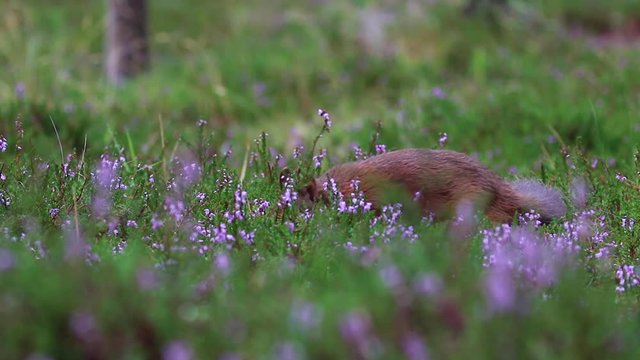 red squirrel, Sciurus vulgaris, running, jumping, caching nuts, food amongs purple flowering heather during august in the cairngorms NP, scotland.