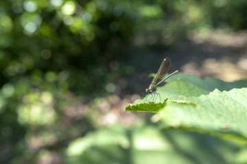 Libelle auf einem Blatt