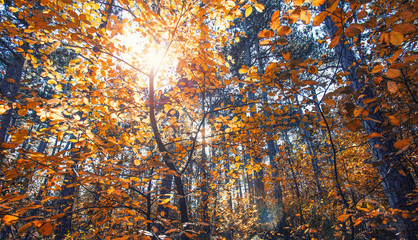 sun rays in autumn forest 