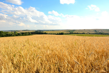 wheat field in sunlight and blue sky