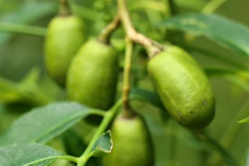 Olive tree in tropical