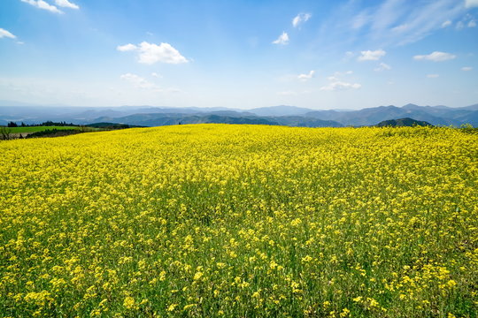 菜の花　亀石峠