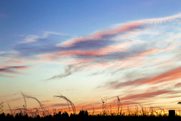 The background is natural. Landscape. A beautiful blue-orange sky with clouds at dawn.