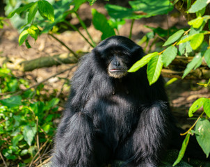 Siamang gibbon monkey or Symphalangus syndactylus closeup