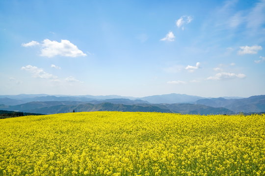 菜の花　亀石峠