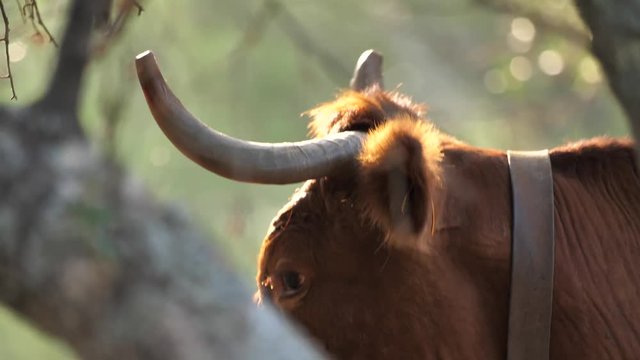 Kuh auf der Wiese 