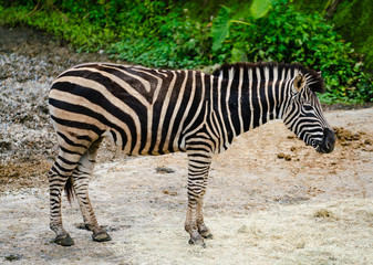 Obraz na płótnie Canvas Grevy's zebra Equus grevyi aslo know as the imperial zebra