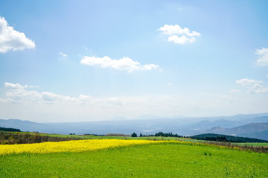 菜の花　亀石峠
