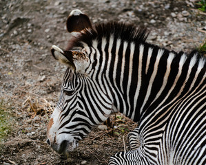 Fototapeta na wymiar Grevy's zebra Equus grevyi aslo know as the imperial zebra portrait