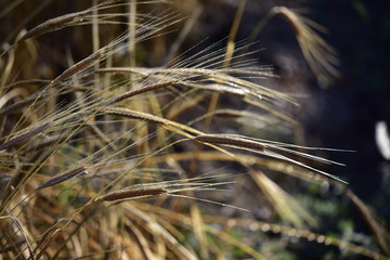 Epis d'&eacute;peautre biologique dans un champ &agrave; l'aube juste avant la moisson, Hautes Alpes, France