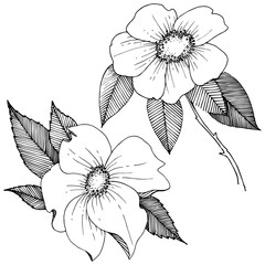 Fototapeta premium Wild rose in a vector style isolated. Full name of the plant: rose. Vector flower for background, texture, wrapper pattern, frame or border.