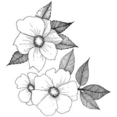 Fototapeta premium Wild rose in a vector style isolated. Full name of the plant: rose. Vector flower for background, texture, wrapper pattern, frame or border.
